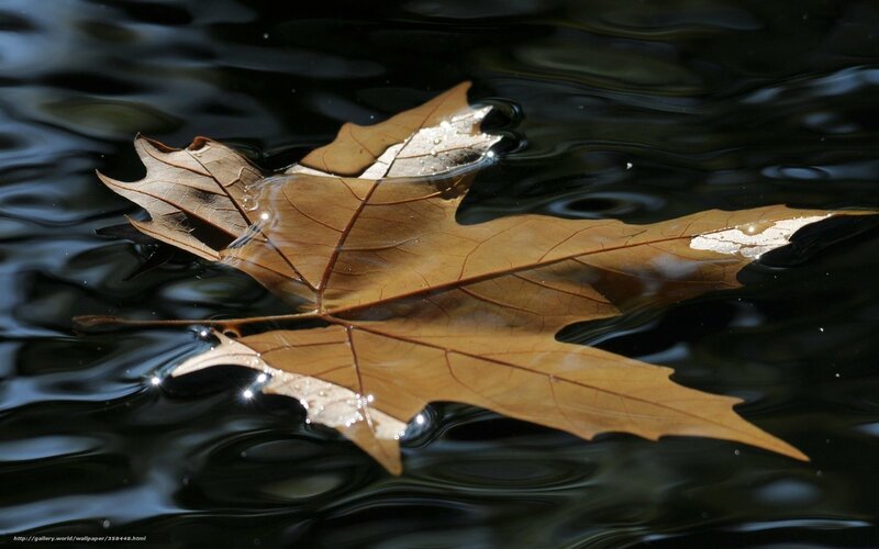 Brown Leaf Floating on Water