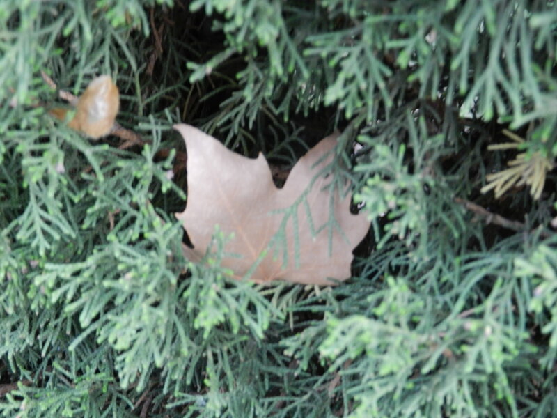 Brown Leaf in Evergreen