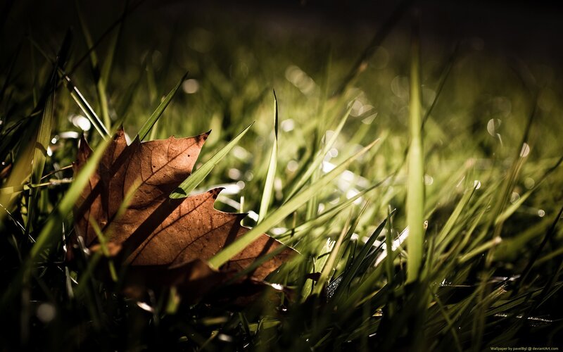 Brown Leaf in Grass — Green, Dramatic
