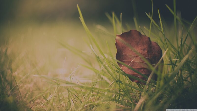 Brown Leaf in Grass — Green, Serene