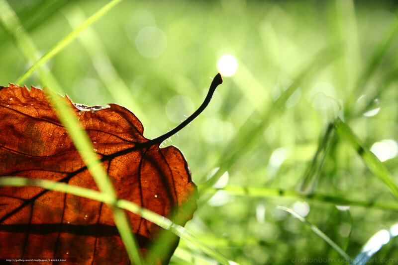Brown Leaf in Grass — Green