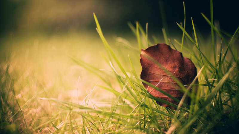 Brown Leaf in Grass
