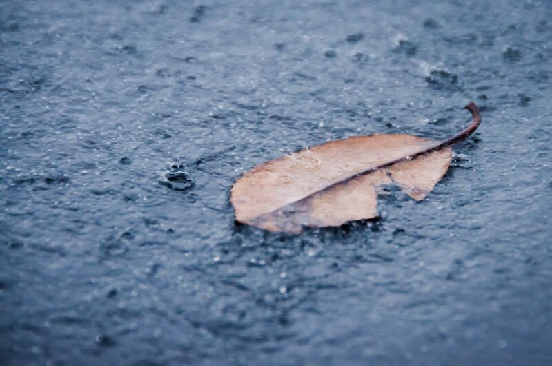 Brown Leaf in Rain