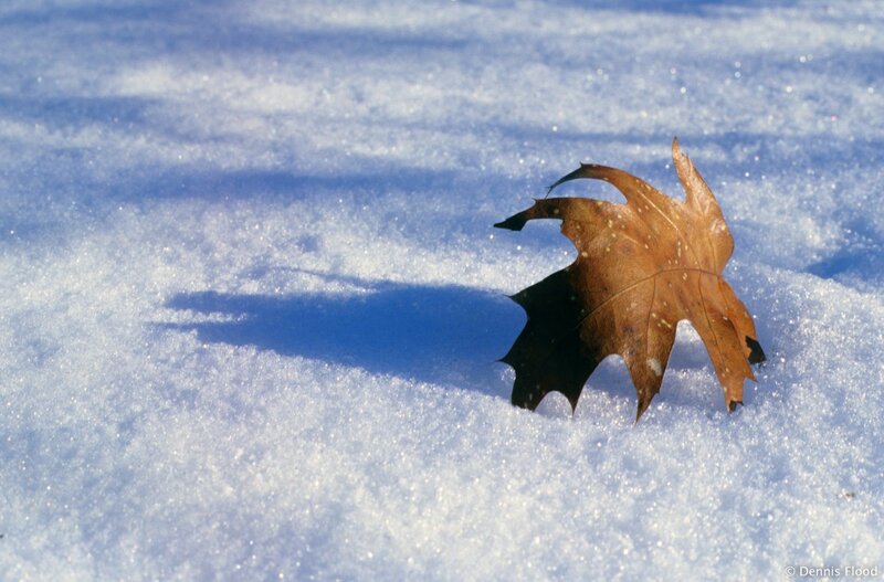 Brown Leaf in Snow