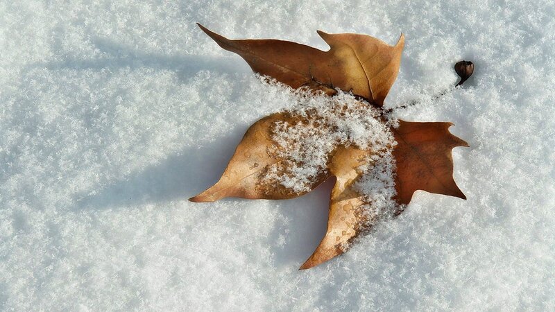 Brown Leaf in Snow — White, Calm