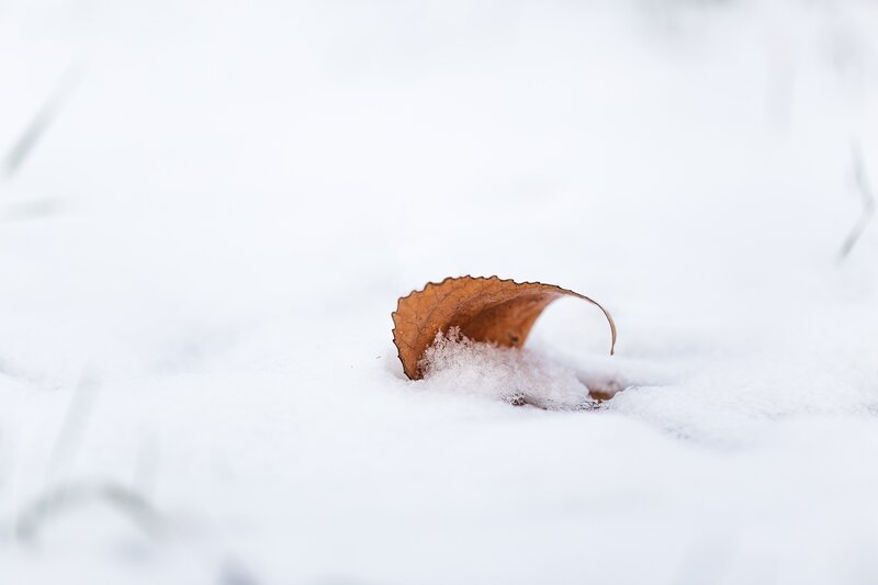 Brown Leaf in Snow — White, Calm, Winter