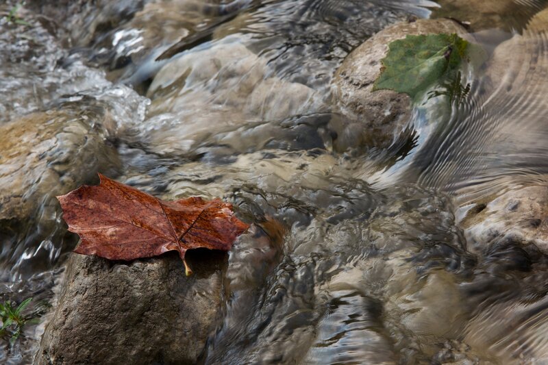 Brown Leaf in Stream