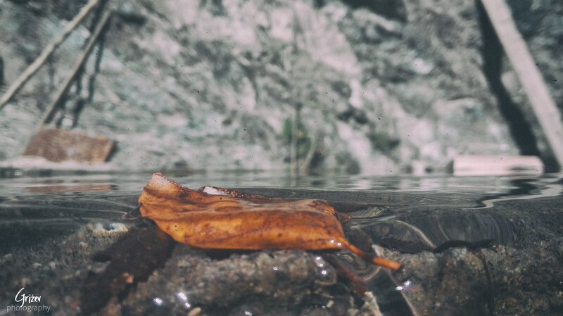 Brown Leaf in Water