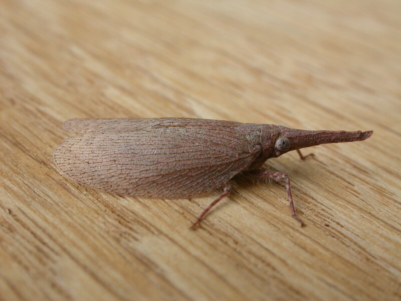brown leaf insect on wood
