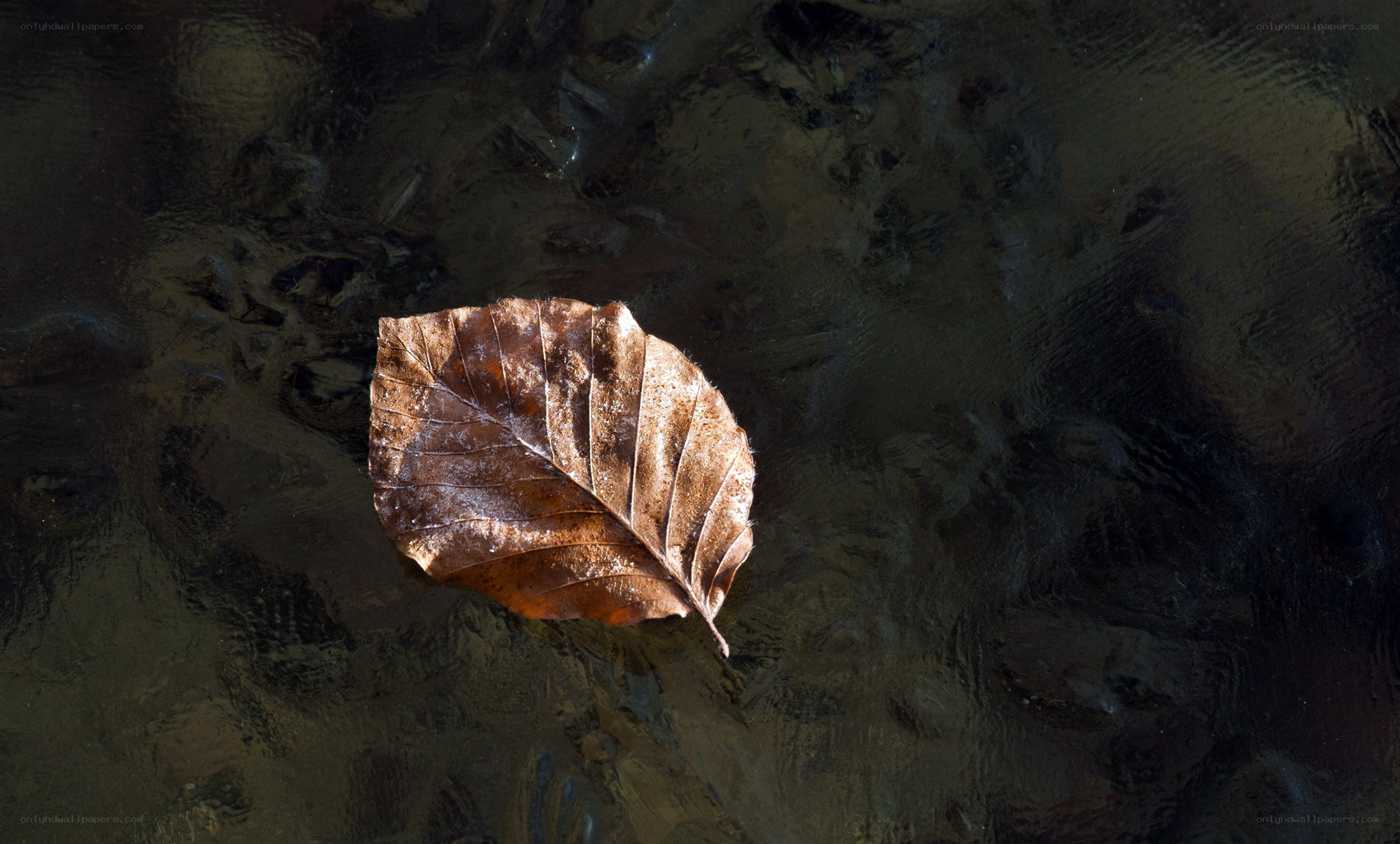 Brown leaf on dark water