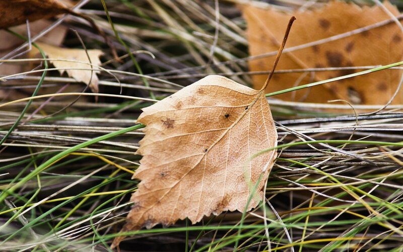 Brown Leaf on Grass — Calm