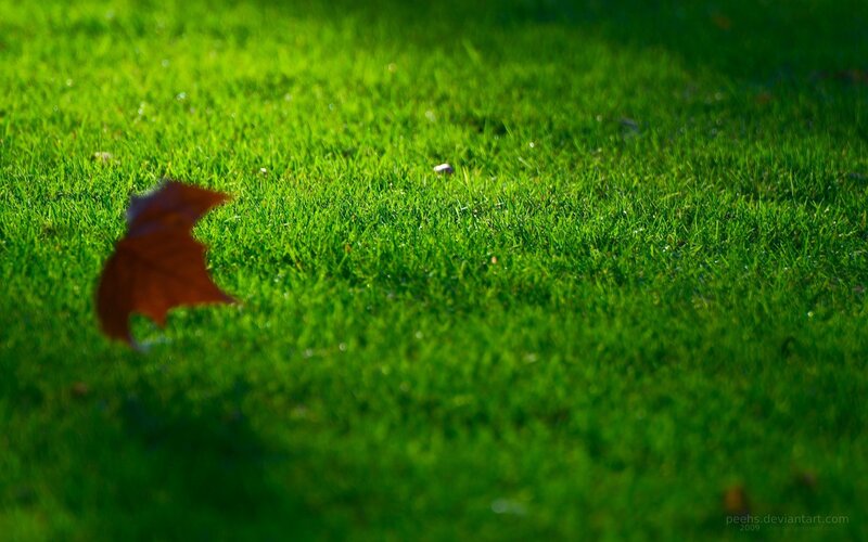 Brown Leaf on Grass — Green, Serene, Afternoon