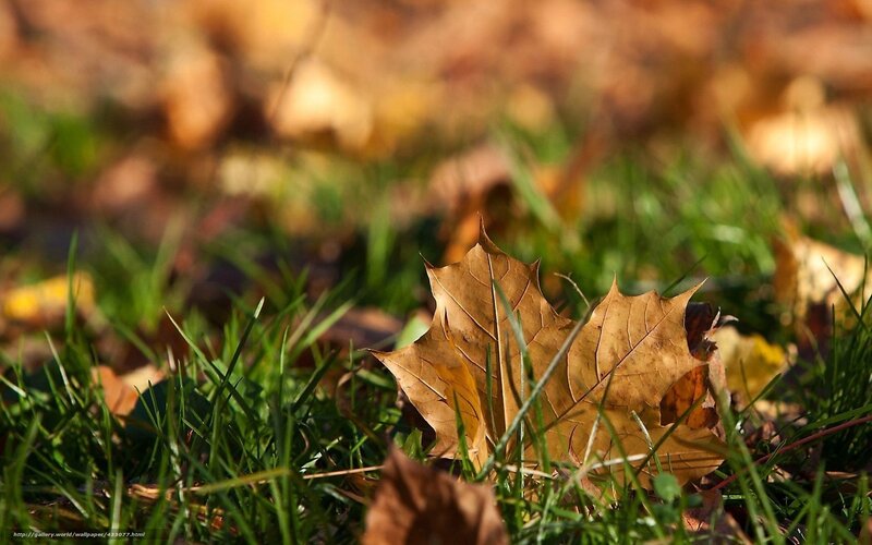 Brown Leaf on Grass — Green, Serene