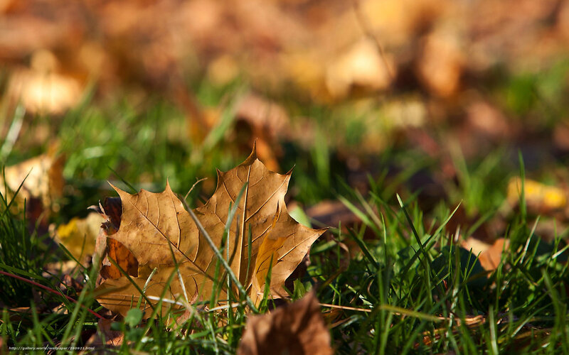 Brown Leaf on Grass — Green