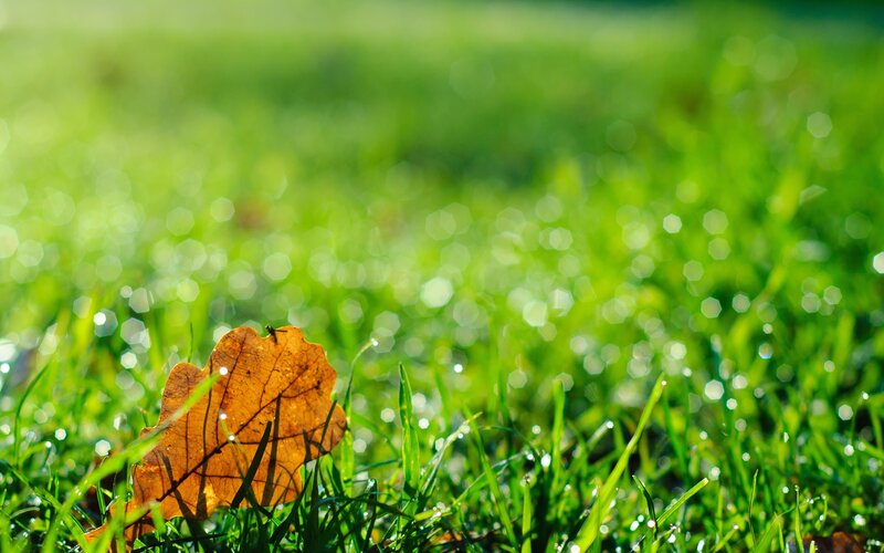 Brown Leaf on Grass
