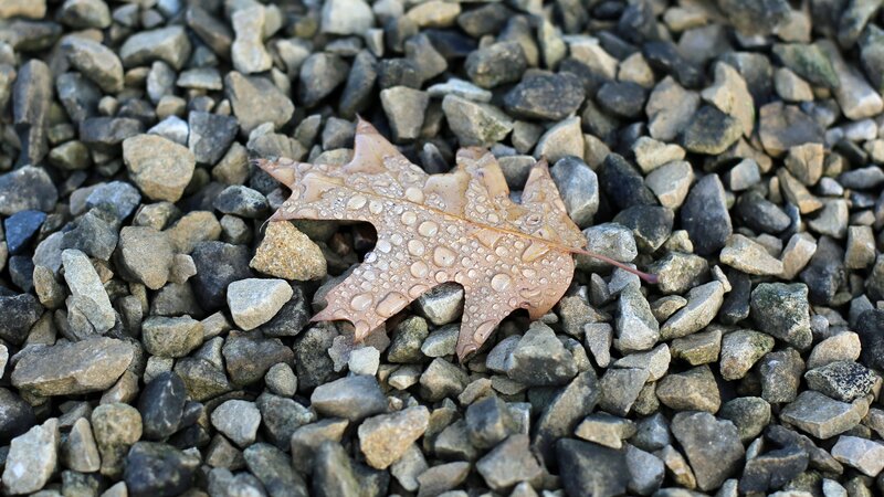 Brown Leaf on Gravel — Gray