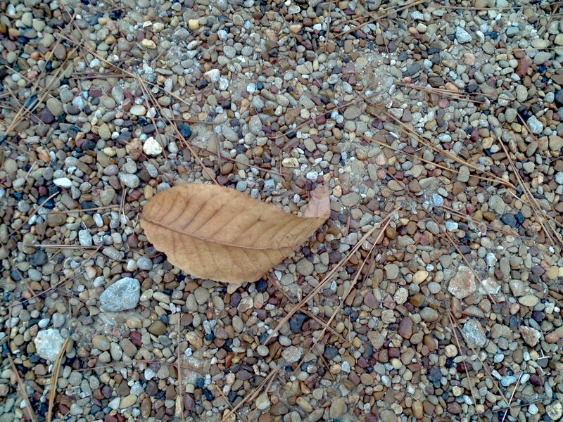 Brown Leaf on Gravel