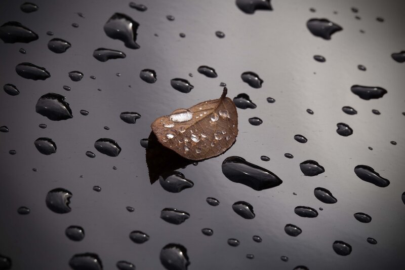Brown Leaf on Wet Surface