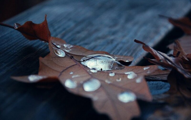 Brown Leaf with Water Droplets — Calm, Autumn, Photograph