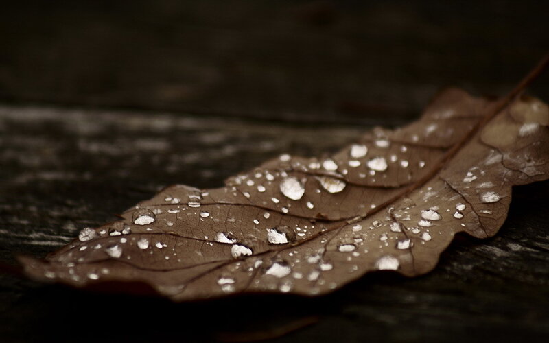 Brown Leaf with Water Droplets — Calm, Autumn, Photograph, Wooden Surface, Black