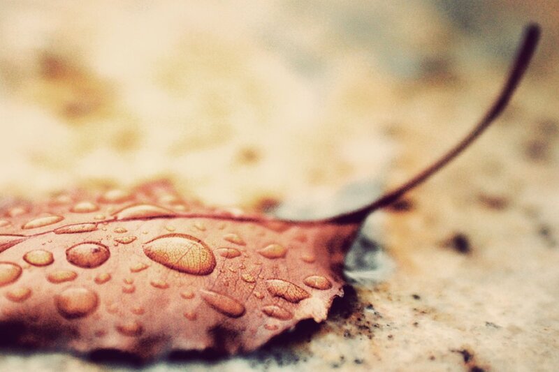 Brown Leaf with Water Droplets — Calm, Autumn