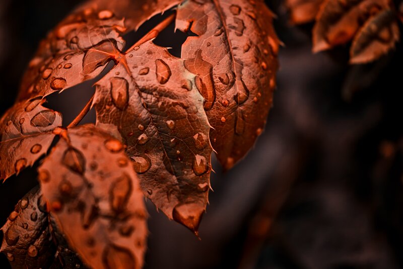 Brown Leaf with Water Droplets — Dramatic, Autumn
