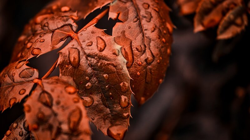 Brown Leaf with Water Droplets — Dramatic