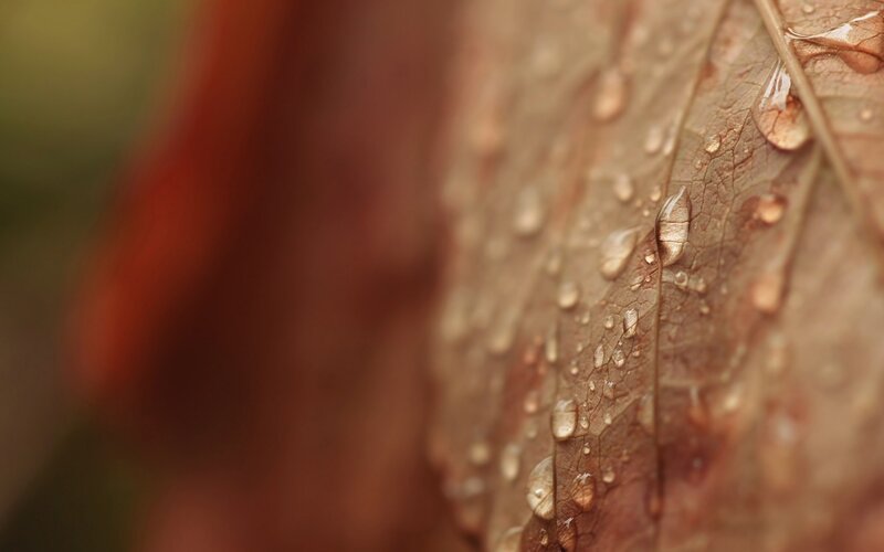 Brown Leaf with Water Droplets — Serene, Autumn