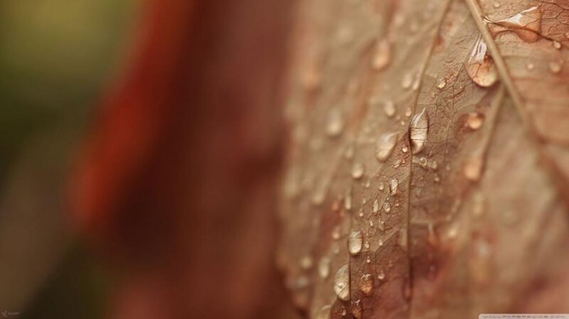 Brown Leaf with Water Droplets — Serene