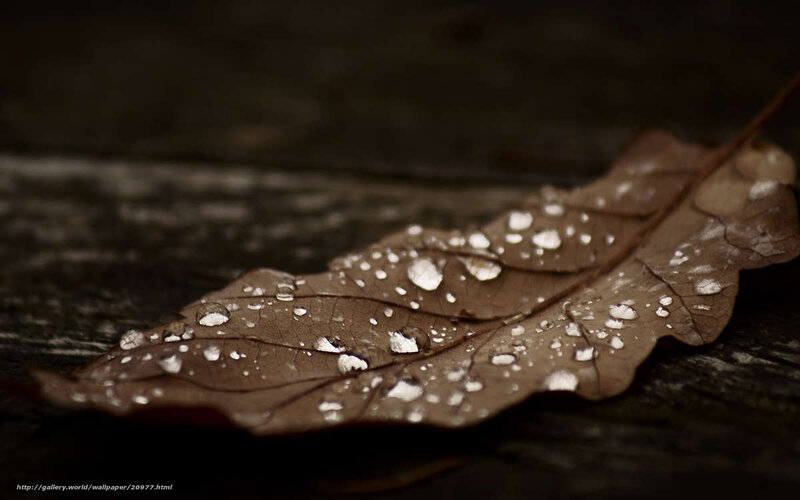 Brown Leaf with Water Droplets