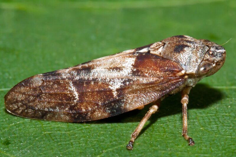 brown leafhopper on green leaf
