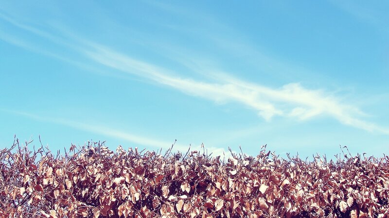 Brown Leafy Hedge — Blue