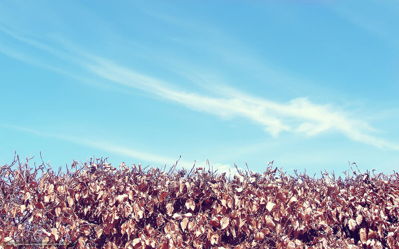 Brown Leafy Hedge