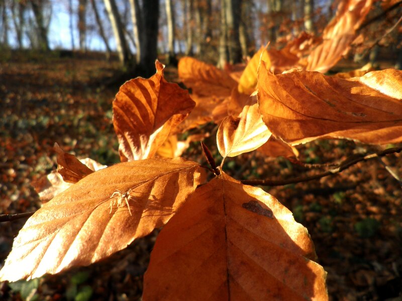 Brown Leaves in Sunlight