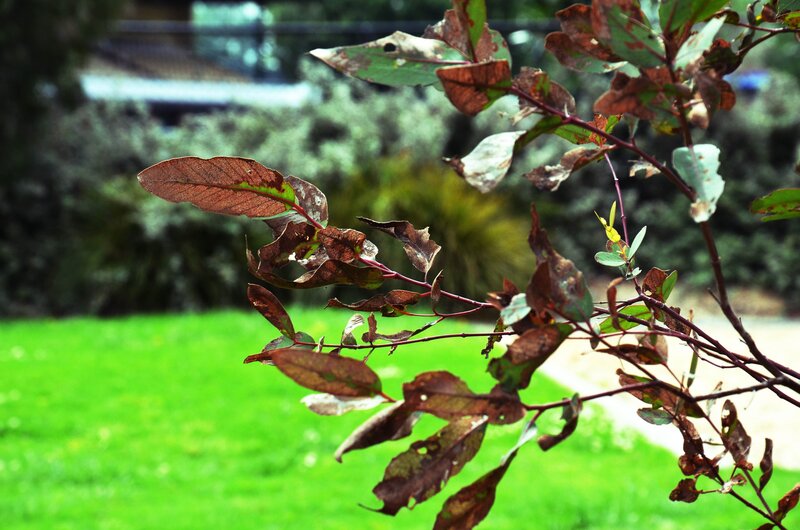 Brown leaves on a branch