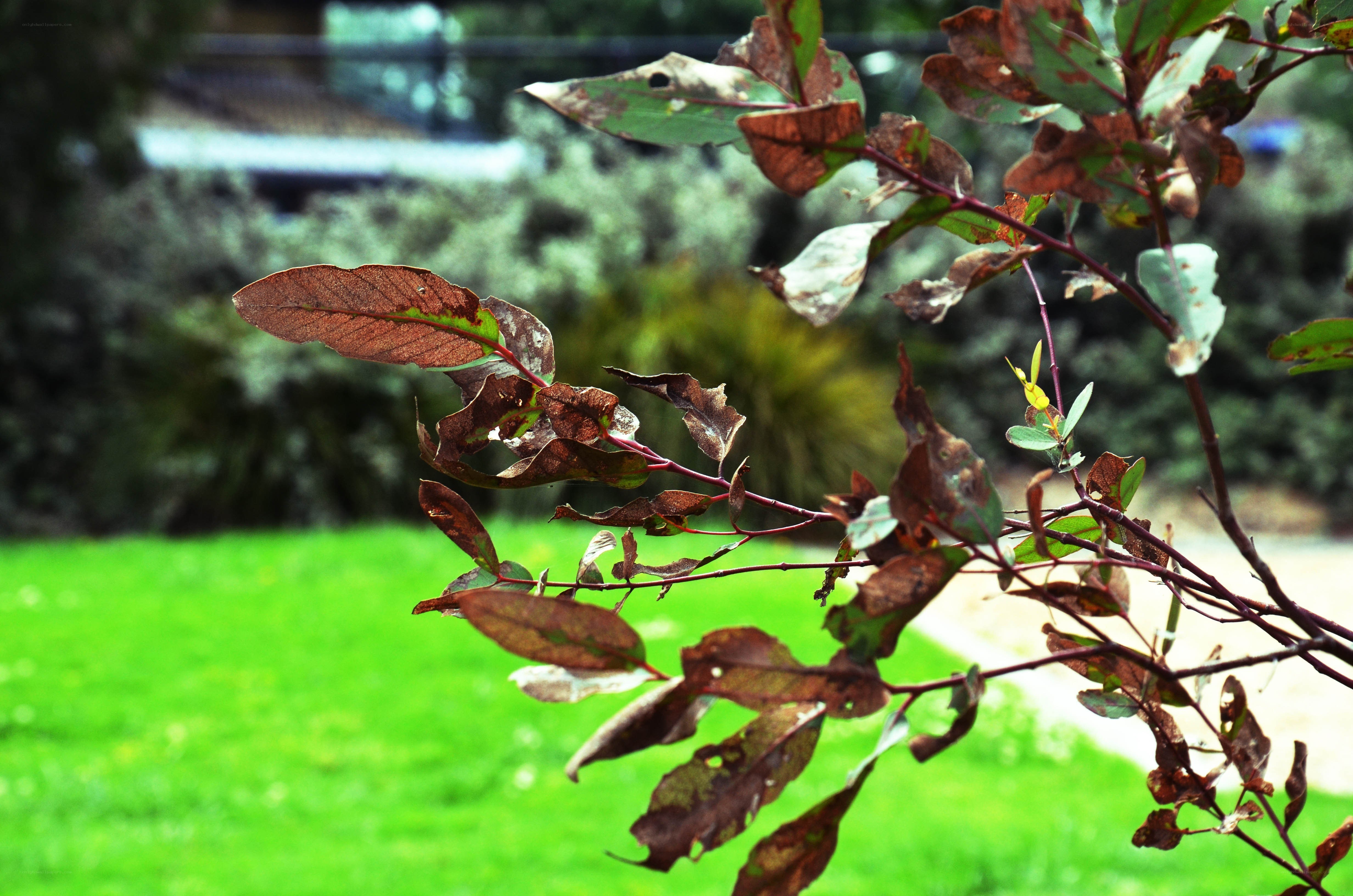 Brown leaves on a branch