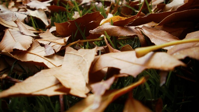 Brown Leaves on Grass