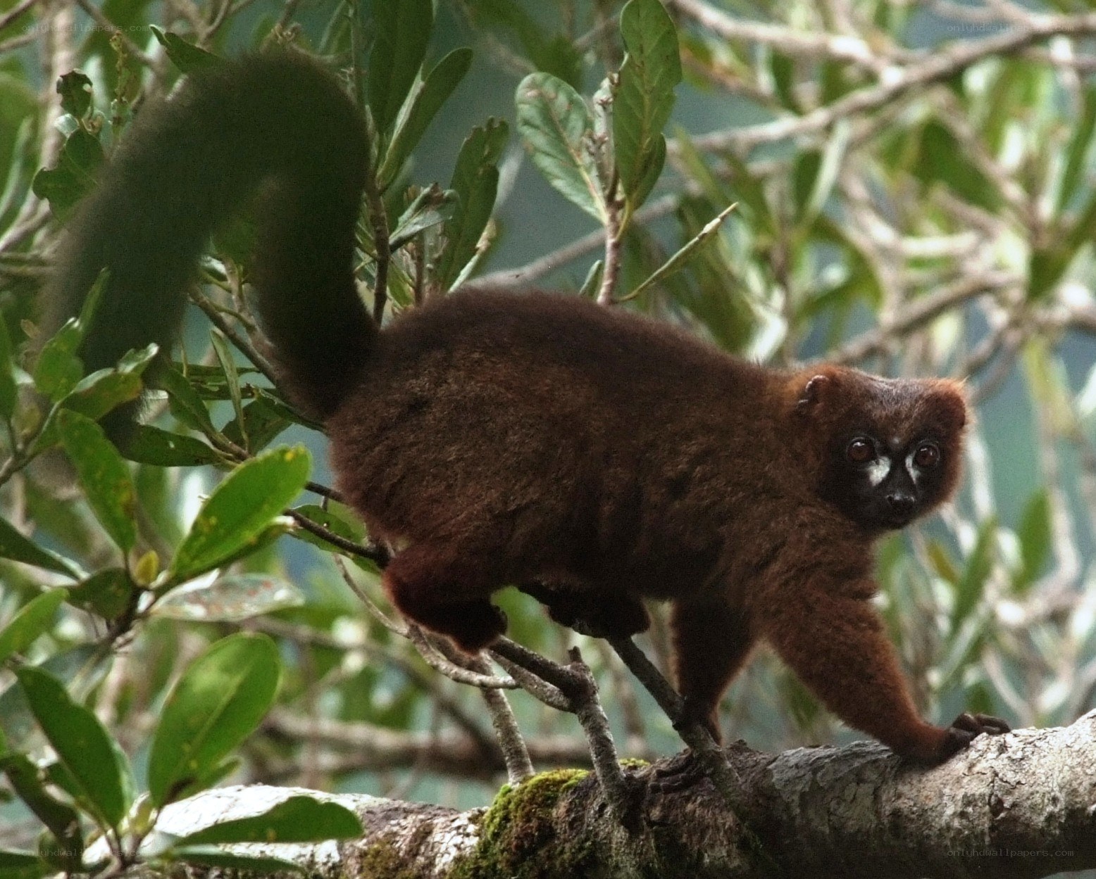 Brown lemur on tree branch