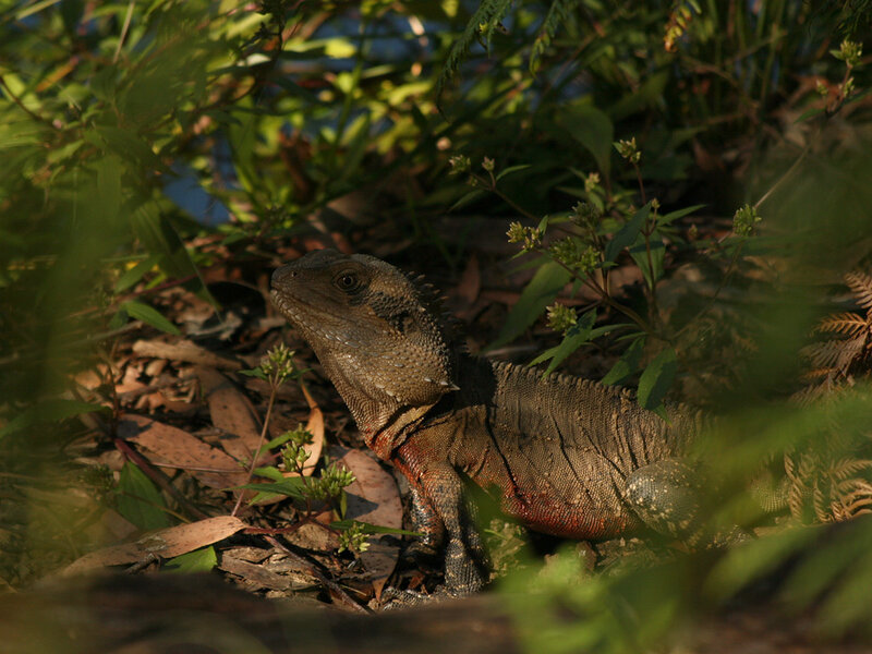 Brown Lizard in Foliage