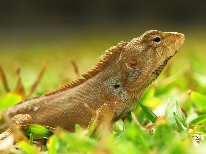 Brown Lizard in Grass — Green