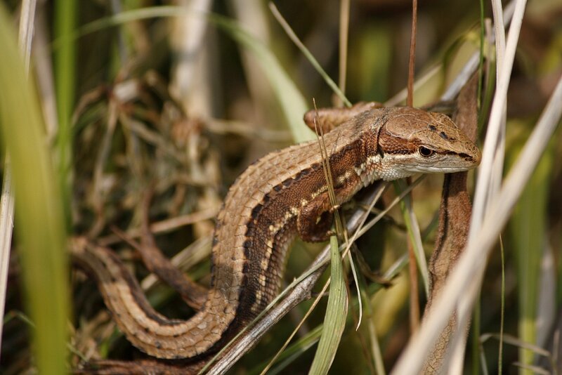 Brown Lizard in Grass