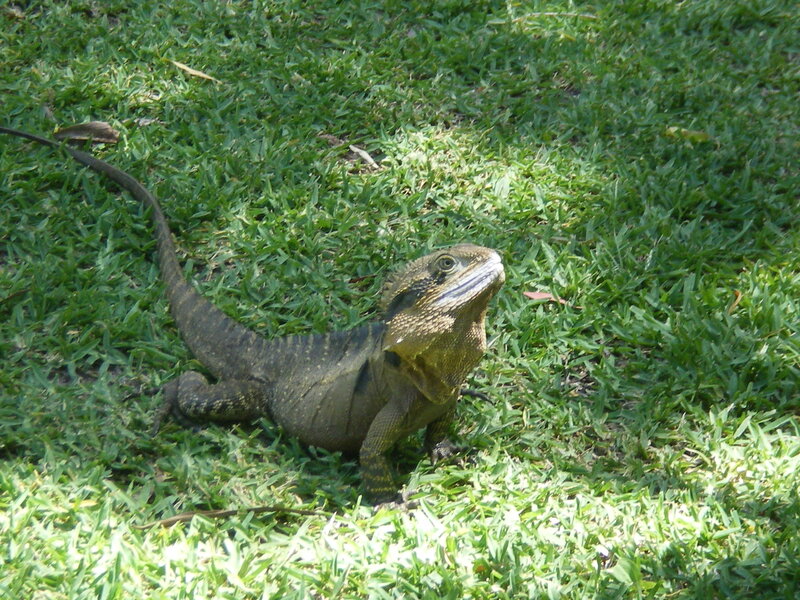 Brown Lizard on Grass