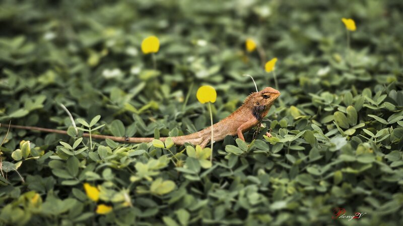 Brown Lizard on Green Plants
