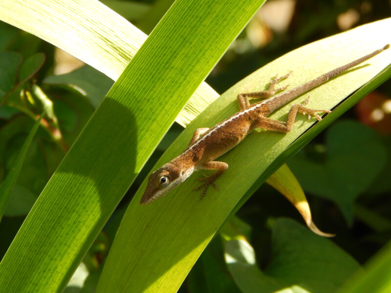 Brown Lizard on Leaf — Green