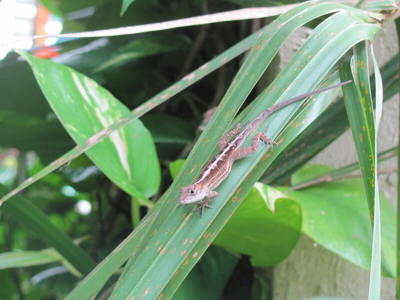 Brown Lizard on Leaf