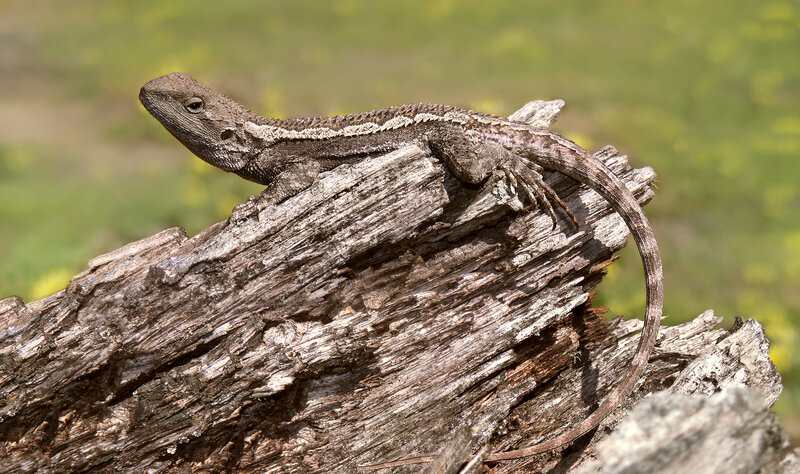 Brown Lizard on Log — Calm