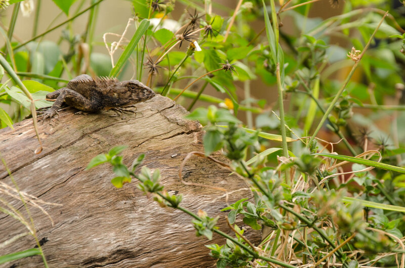 Brown Lizard on Log