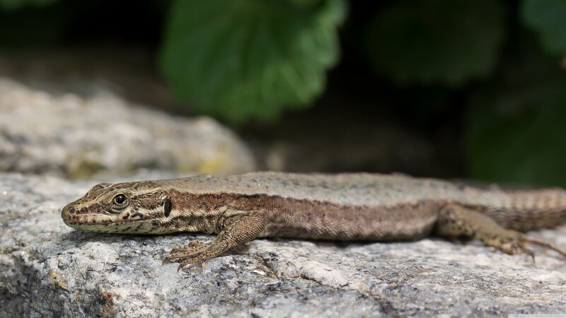 Brown Lizard on Rock — Calm