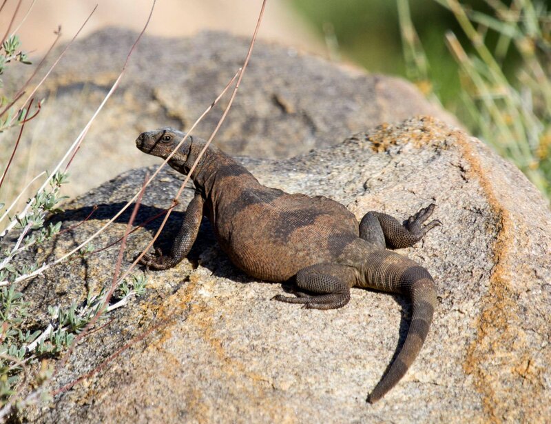 Brown Lizard on Rock
