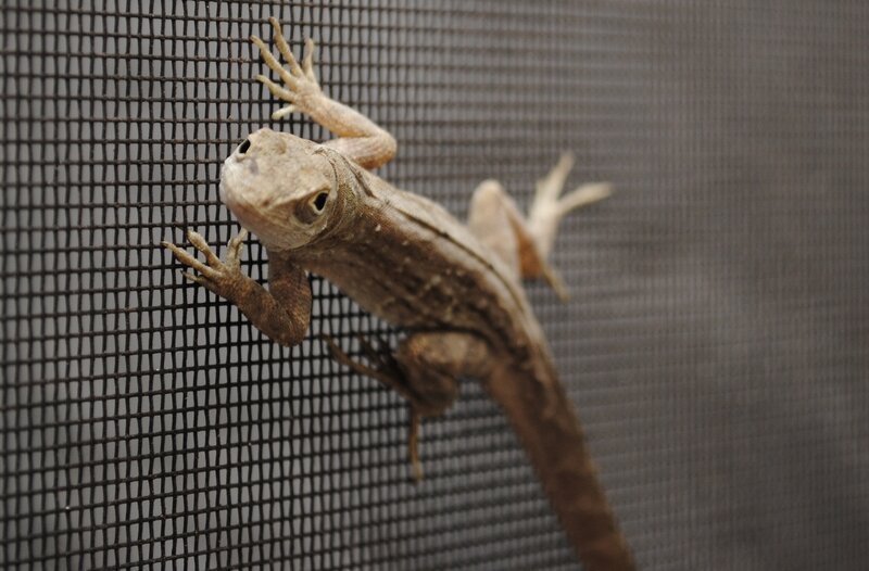 Brown Lizard on Screen
